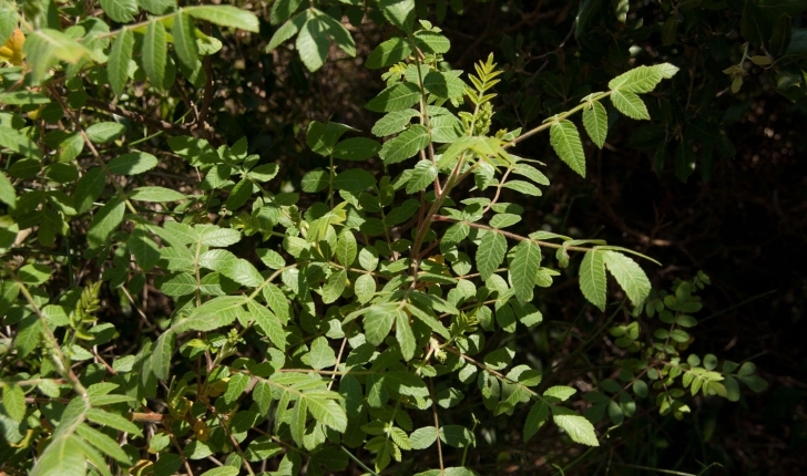 Rhus coriaria (Linné, 1758)