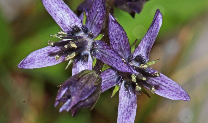 Swertia perennis (L., 1753)