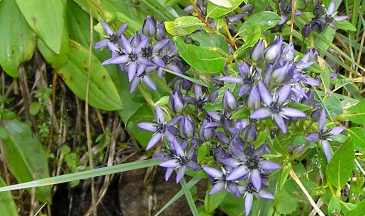 Swertia perennis (L., 1753)