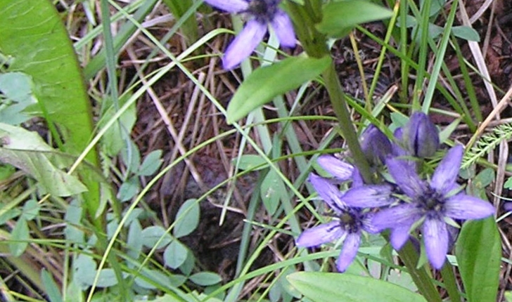 Swertia perennis (L., 1753)