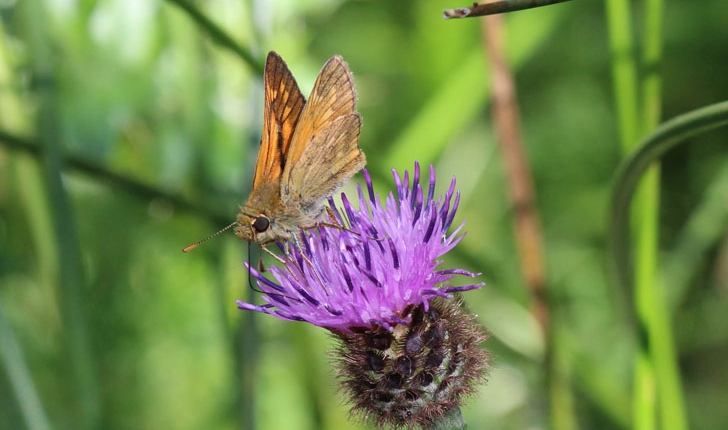 Ochlodes sylvanus