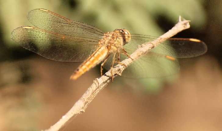 Sympetrum flaveolum