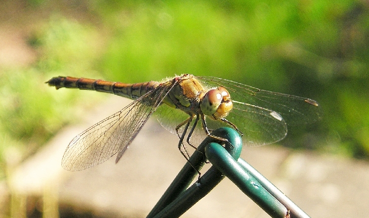 Sympetrum flaveolum