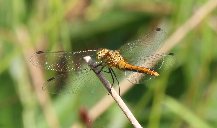 Sympetrum sp