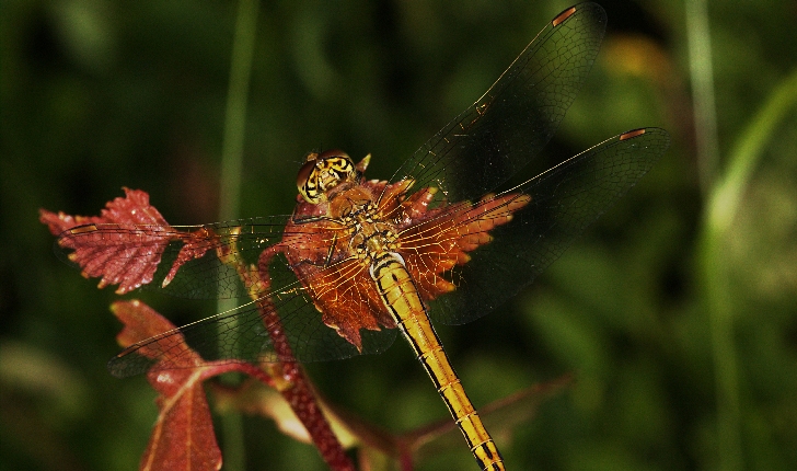 Sympetrum flaveolum