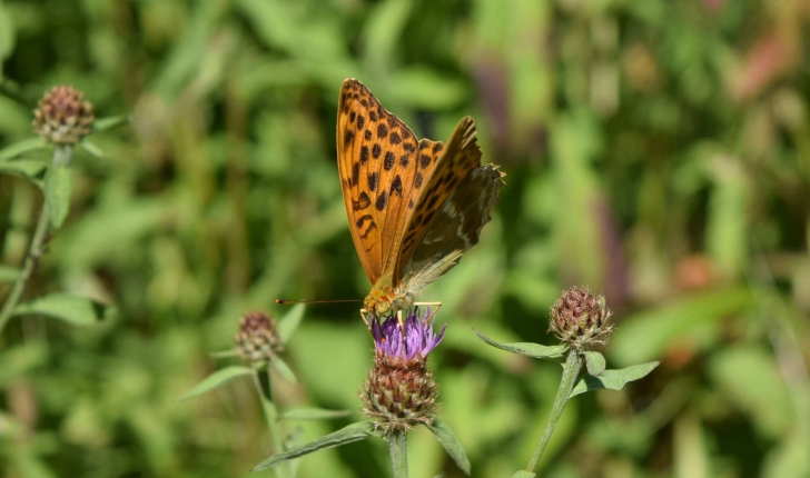 Argynnis paphia (Linnaeus, 1758)