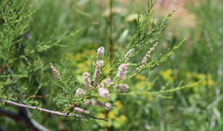 Tamarix gallica (Linné, 1753)