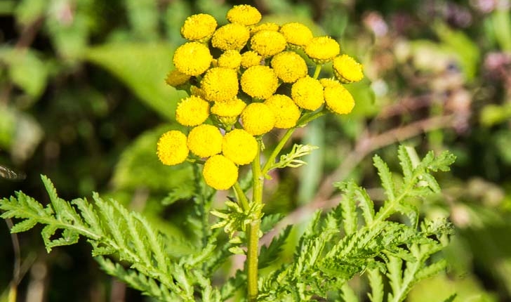 Tanacetum vulgare