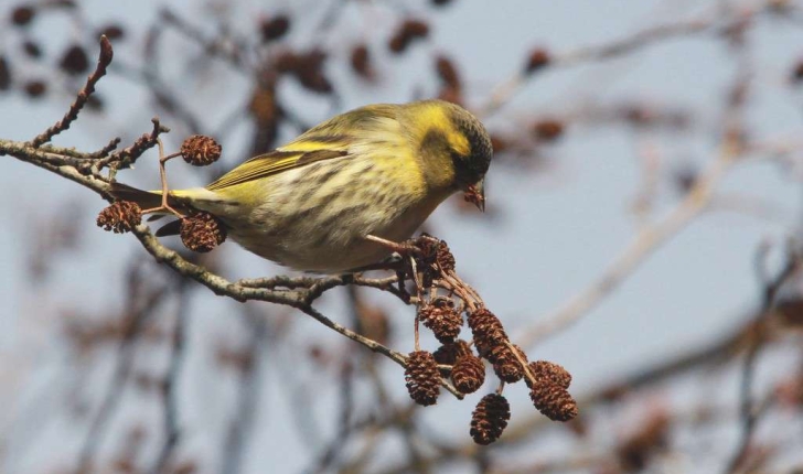 Carduelis spinus (Linnaeus, 1758)