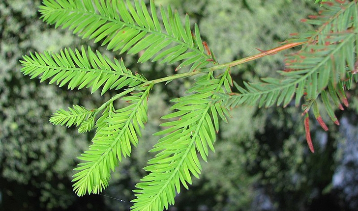 Taxodium distichum 