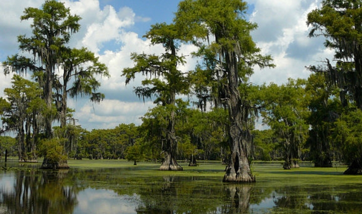 Taxodium distichum 