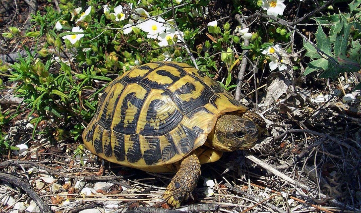 Testudo hermanni (Gmelin, 1789)