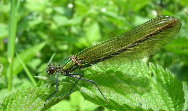 Caloptéryx splendens (Harris, 1782)