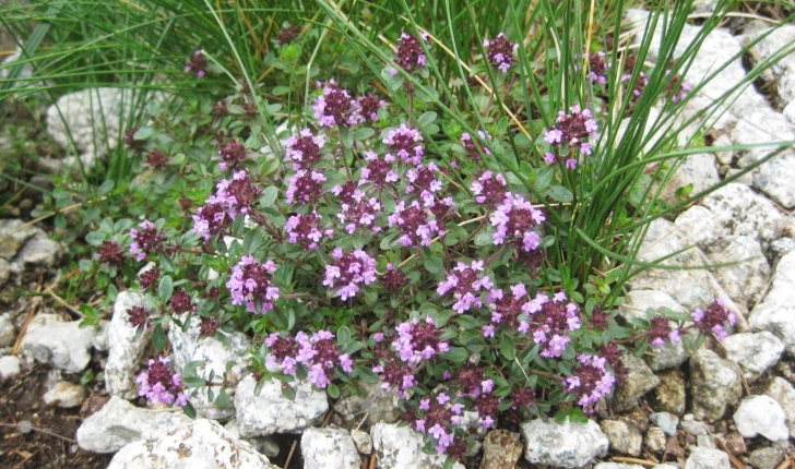 Thymus serpyllum (L., 1753)