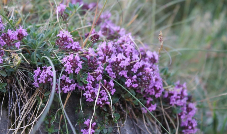 Thymus serpyllum (L., 1753)