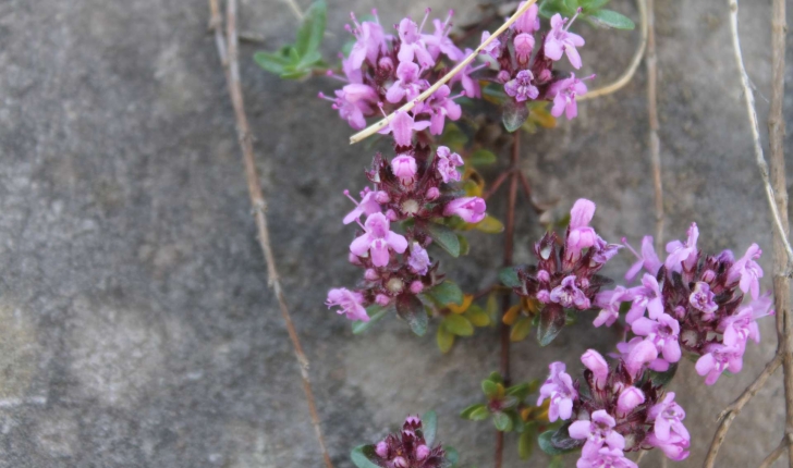 Thymus serpyllum (L., 1753)