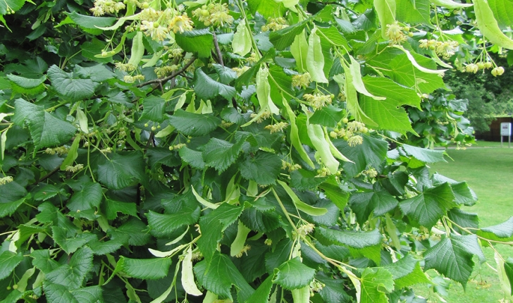 Tilia platyphyllos, Scop. 1771