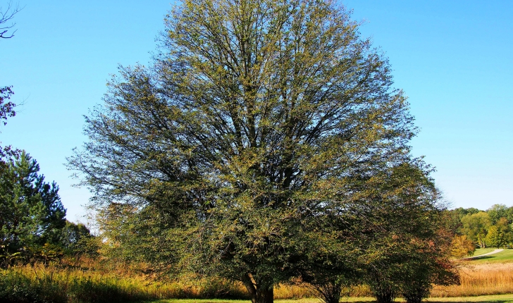 Tilia platyphyllos, Scop. 1771