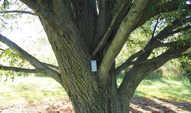 Tilia platyphyllos, Scop. 1771