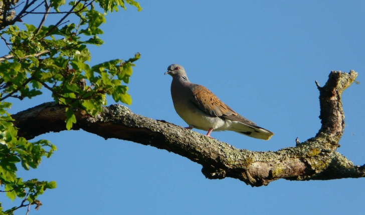 Streptopelia turtur (Linnaeus, 1758)