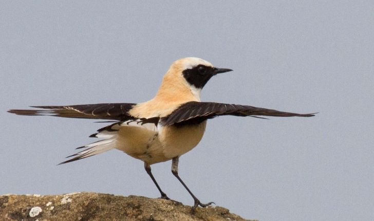 Oenanthe hispanica (Linnaeus, 1758)