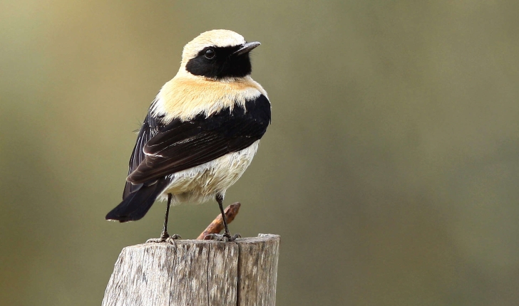 Oenanthe hispanica (Linnaeus, 1758)