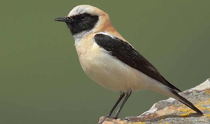 Oenanthe hispanica (Linnaeus, 1758)