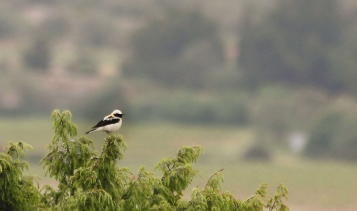 Oenanthe hispanica (Linnaeus, 1758)