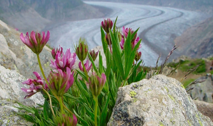 Trifolium alpinum (L., 1753)