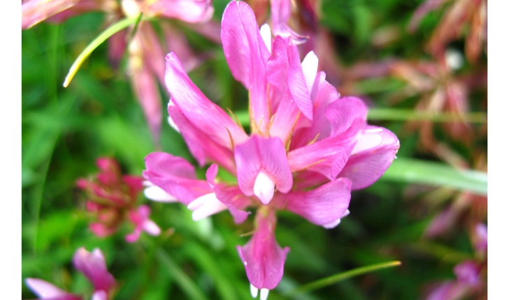 Trifolium alpinum (L., 1753)