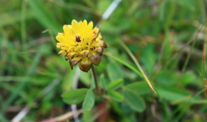 Trifolium badium Schreb., 1804