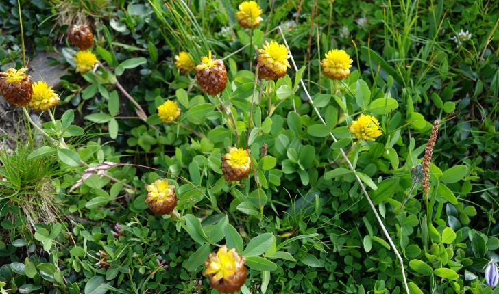 Trifolium badium Schreb., 1804