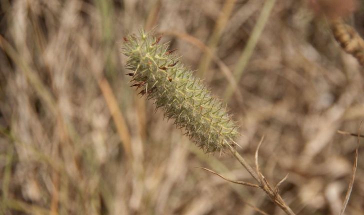 Trifolium angustifolium (Linné, 1753)