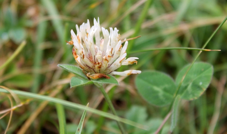 Trifolium ochroleucon (Huds., 1762)