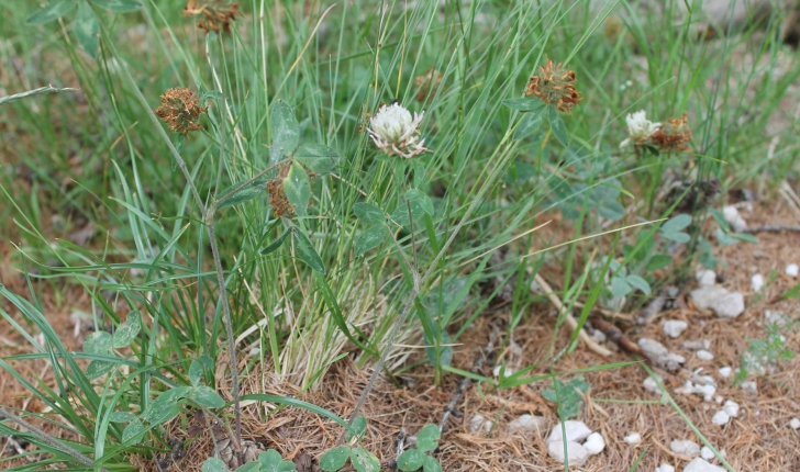 Trifolium ochroleucon (Huds., 1762)
