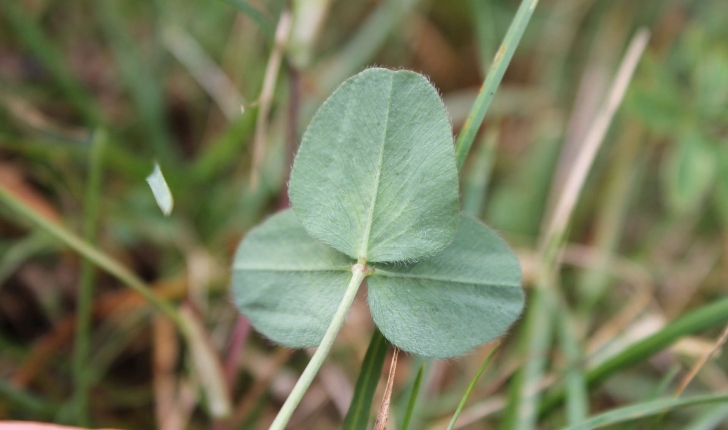 Trifolium ochroleucon (Huds., 1762)