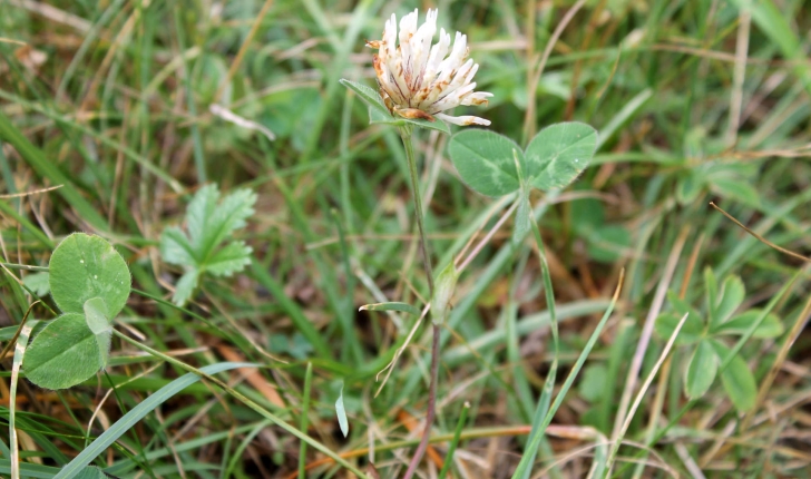 Trifolium ochroleucon (Huds., 1762)
