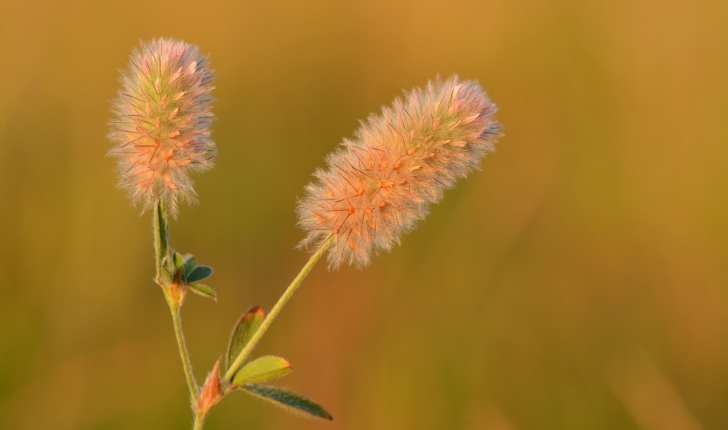 Trifolium arvense L.