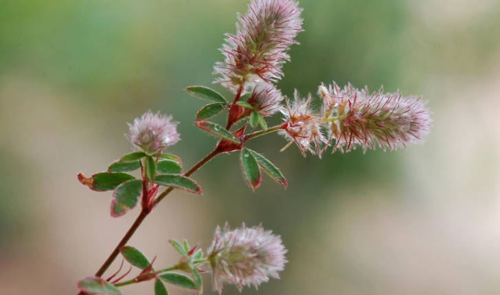 Trifolium arvense L.
