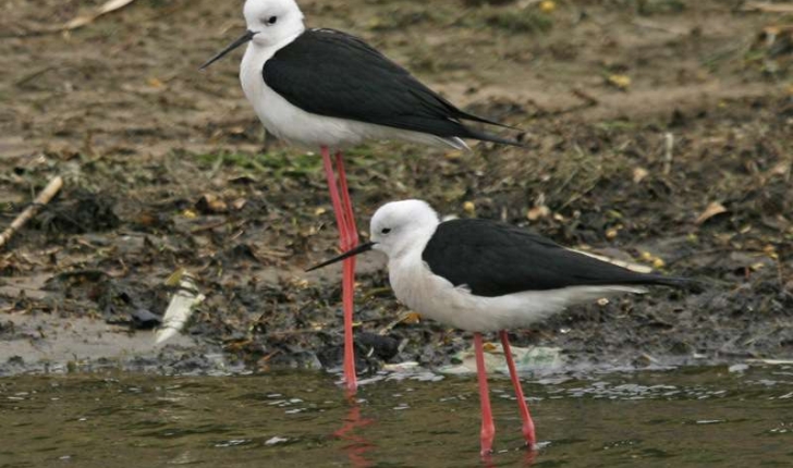 Himantopus himantopus (Linnaeus 1758)