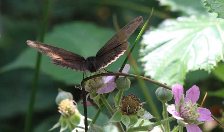 Aphantopus hyperantus