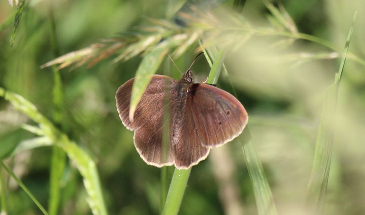 Aphantopus hyperantus