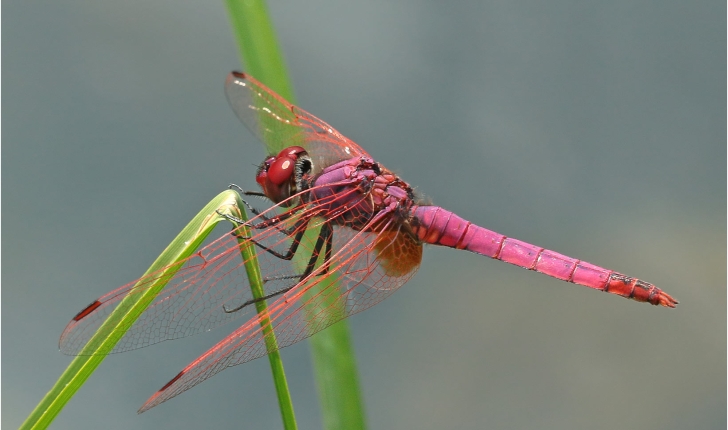 Trithemis annulata