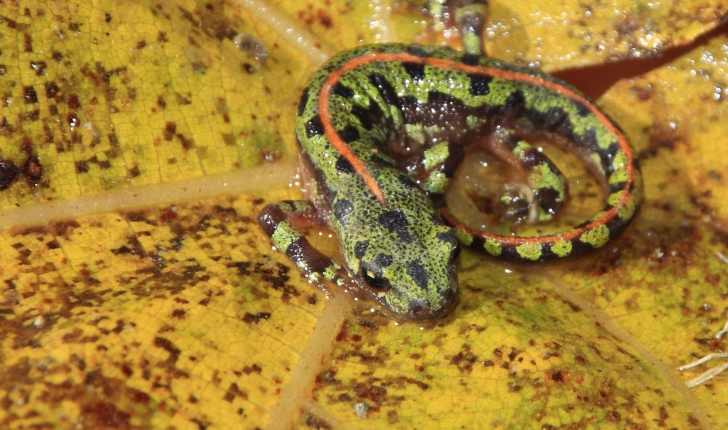 Triturus marmoratus (Latreille, 1800)