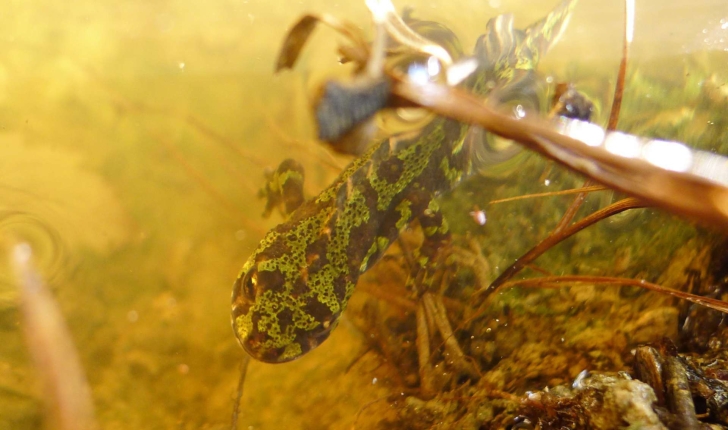 Triturus marmoratus (Latreille, 1800)