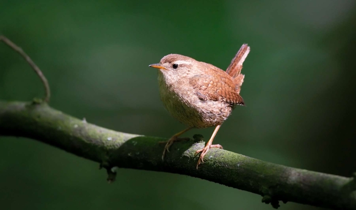 Troglodytes troglodytes (Linnaeus, 1758)