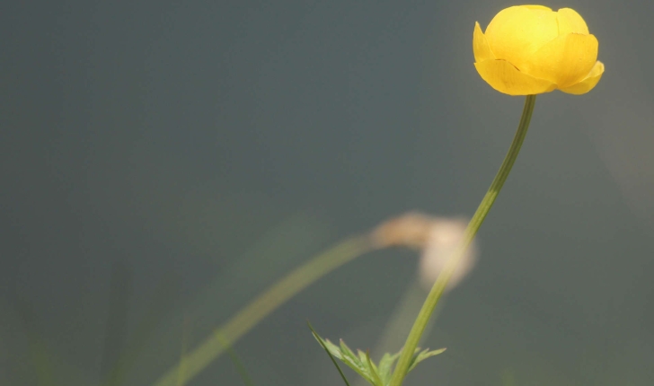 Trollius europaeus (L., 1753)