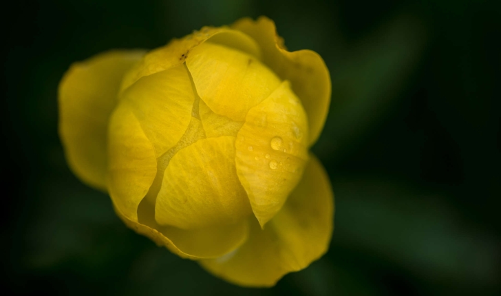 Trollius europaeus (L., 1753)