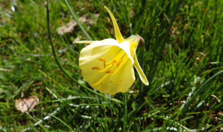 Narcissus bulbocodium (L., 1753)