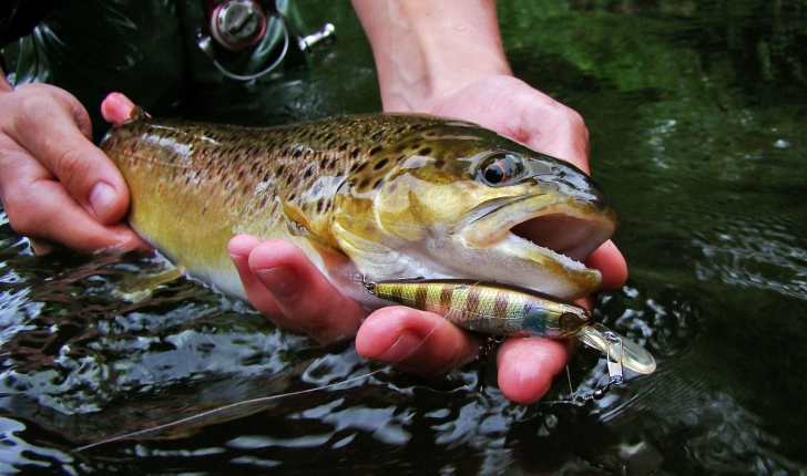 Truite fario dans la main d'un pêcheur (Crédits Illex Squirrel - Flickr)